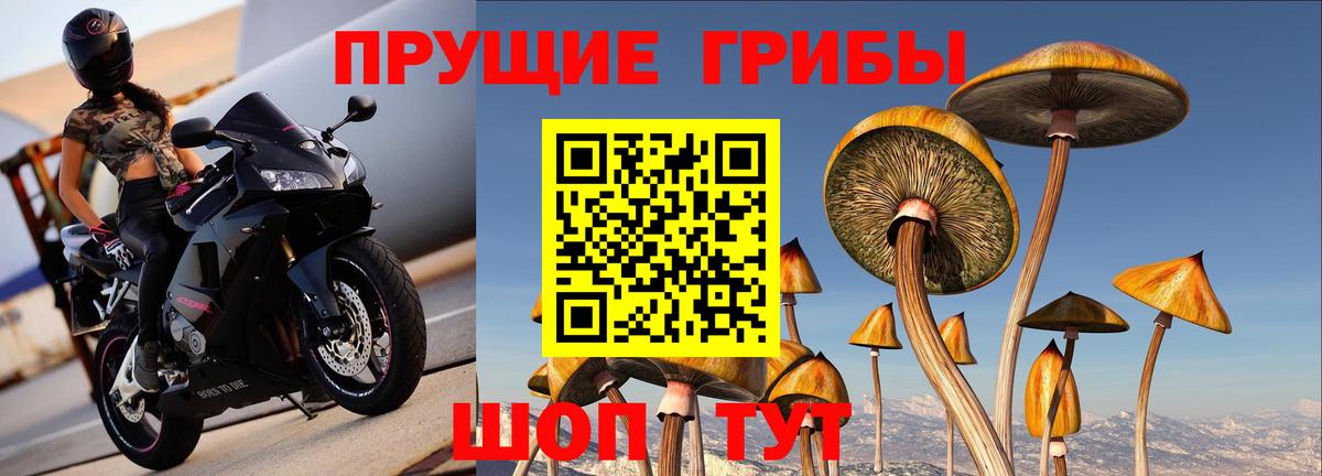 Псилоцибиновые грибы GOLDEN TEACHER  Псилоцибиновые грибы Magic Shrooms  что такое наркотик  Вышний Волочёк  Вход с VPN 